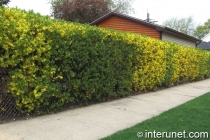 hedge-with-chain-link-fence-combination
