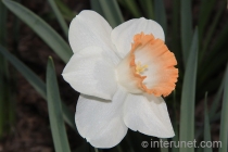 white-narcissus-in-the-spring
