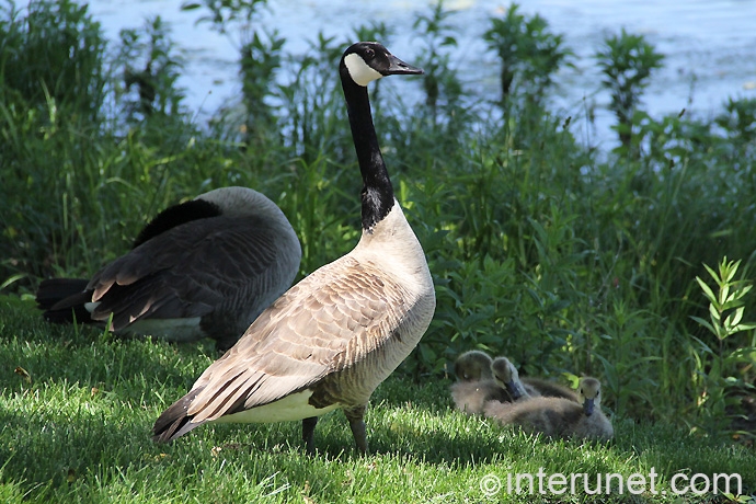 geese-with-babies