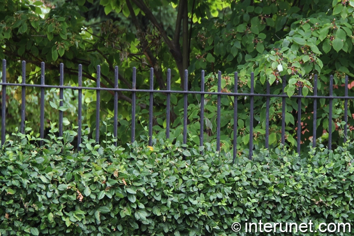 metal-fence-hedge-combination