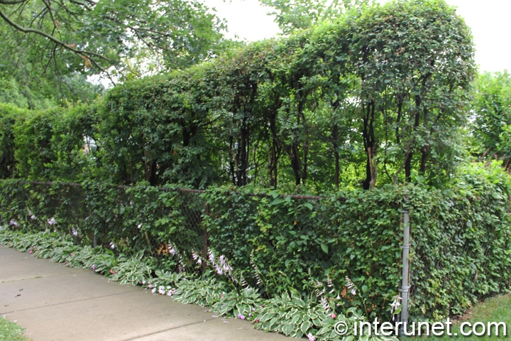 two-levels-hedge-with-chain-link-fence