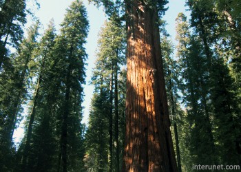 sequoia-trees